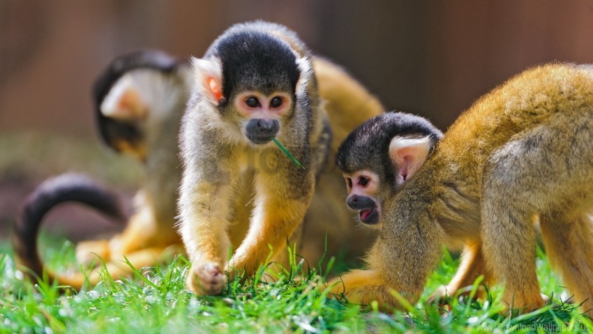 family grass monkey playful walk wallpaper Free PNG images with transparent background