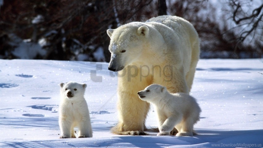 family polar bears snow walk wallpaper Transparent PNG Isolated Element with Clarity