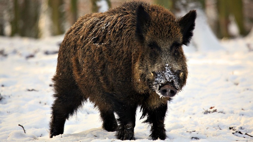 fangs piglet snow wild boar winter wallpaper PNG transparent artwork