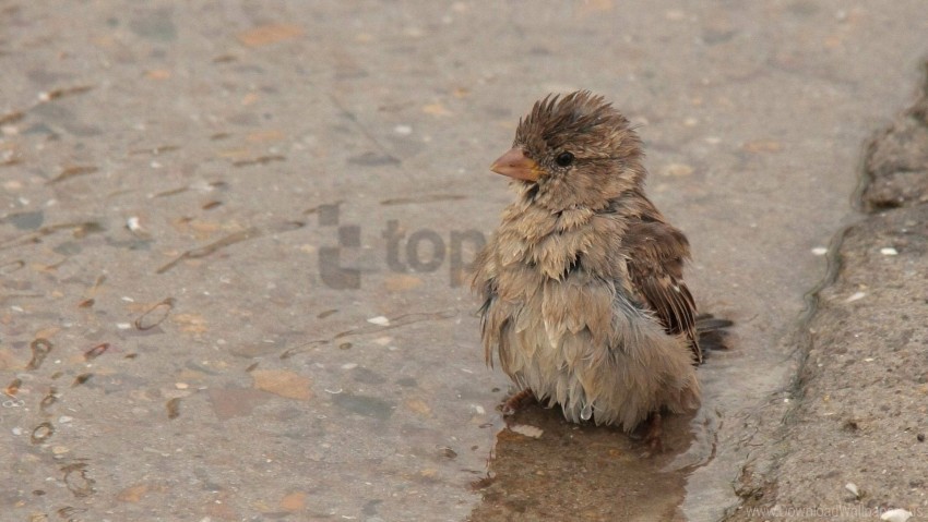 feathers puddle sparrow water wet wallpaper PNG images with transparent canvas comprehensive compilation
