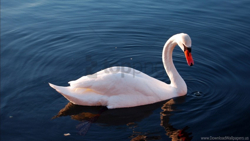 Feathers Swan Swimming Water Wallpaper Isolated Illustration On Transparent PNG