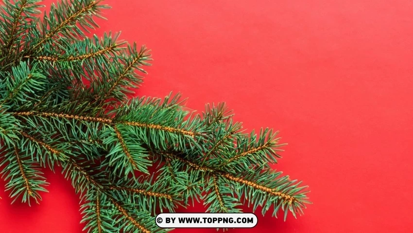 Festive Pine Branches Red & Green Christmas Wallpaper PNG images without licensing