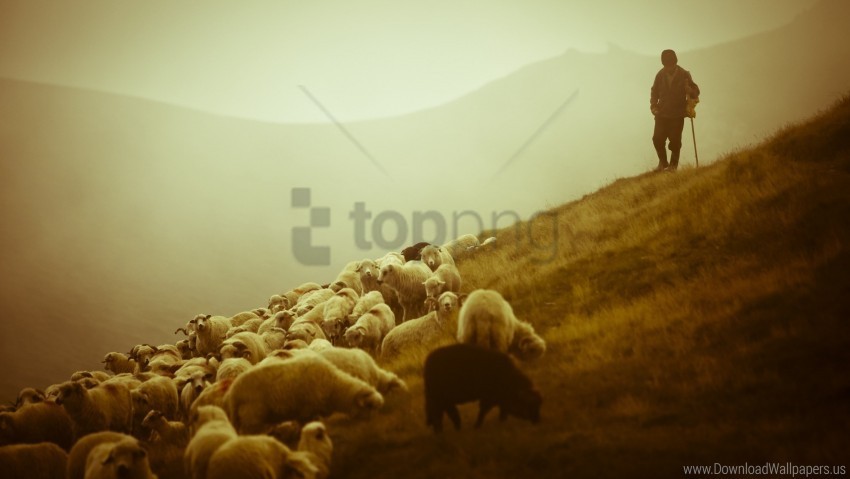 field fog pasture sheep shepherd wallpaper Isolated Character with Transparent Background PNG
