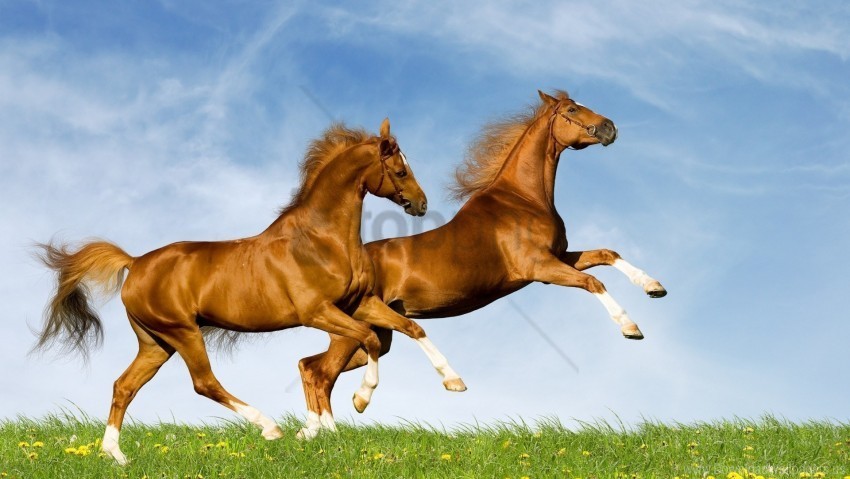 field grass horse jumping wallpaper Free PNG images with alpha channel compilation