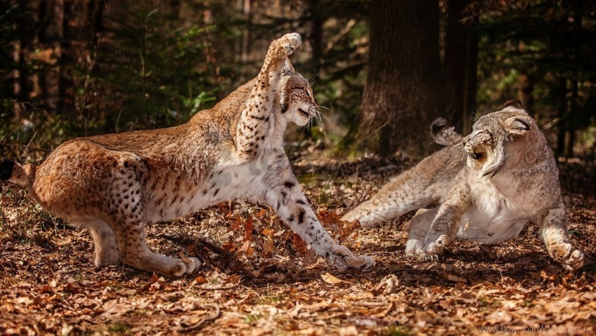 Fight Grass Leaves Snow Leopards Wallpaper No-background PNGs