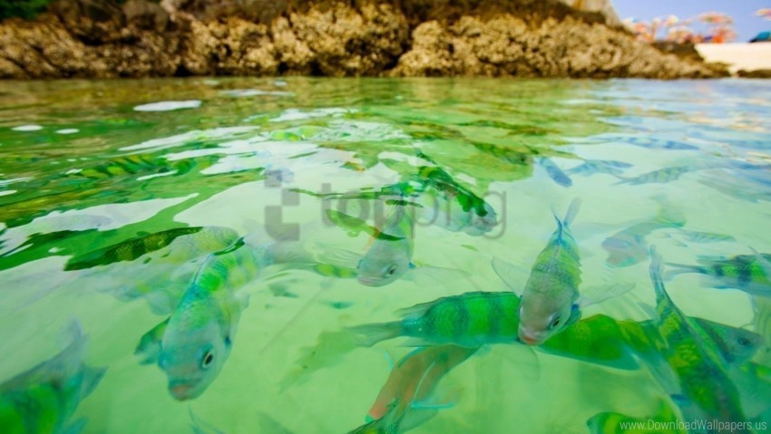 fish sea swim underwater wallpaper Transparent PNG Isolated Item with Detail