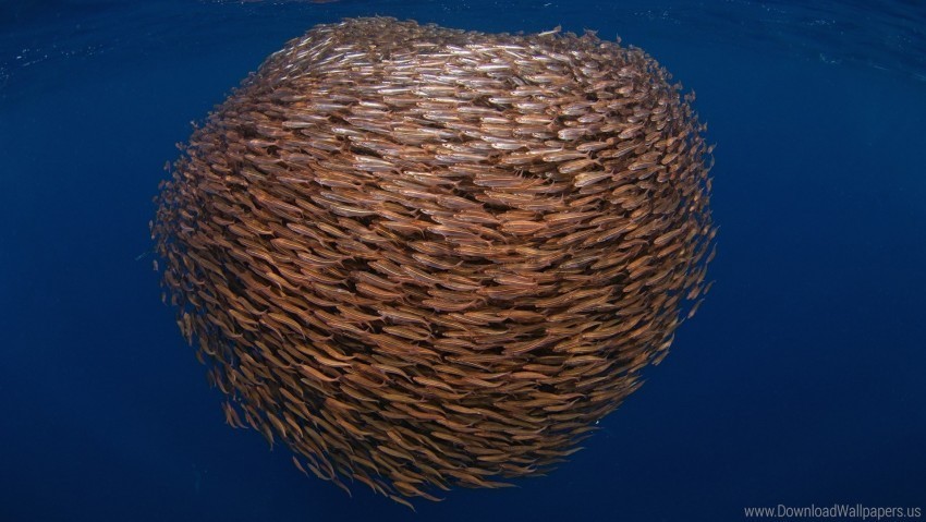fish sea swimming underwater wallpaper PNG transparent images for printing