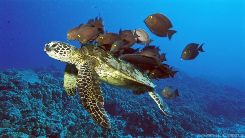 fish underwater underwater turtle wallpaper PNG transparent design bundle