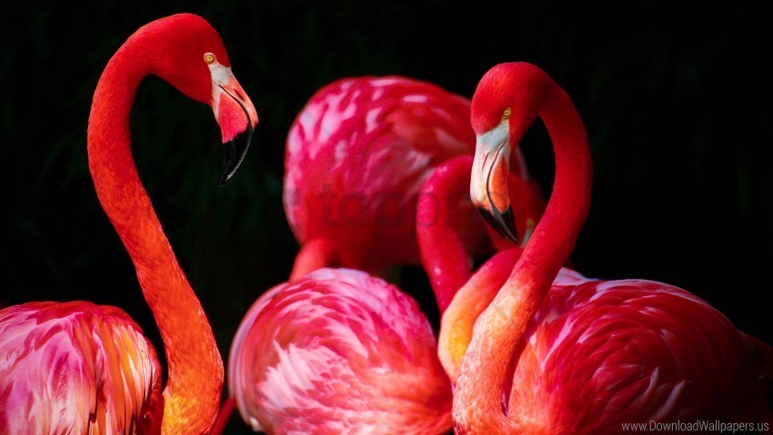 flamingos wallpaper PNG images without BG