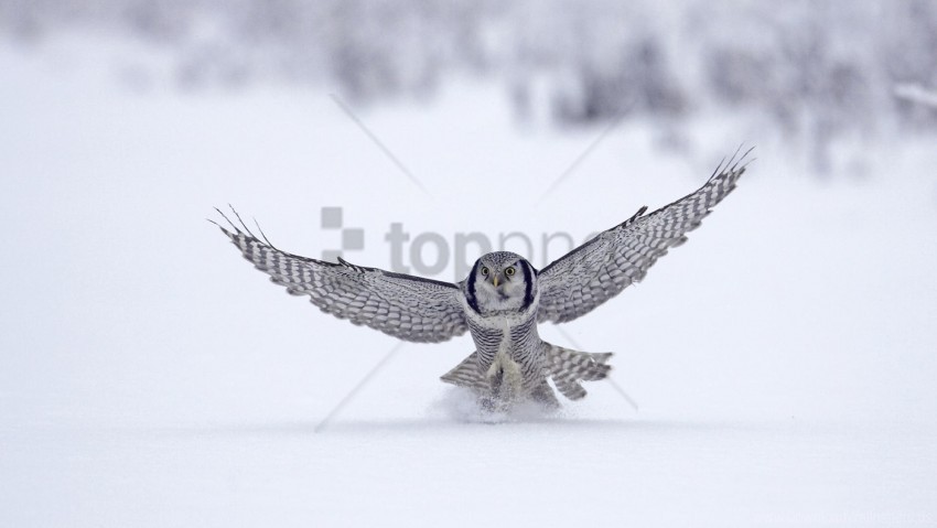 flap owl snow wings wallpaper PNG Isolated Subject on Transparent Background