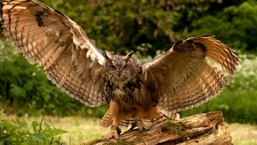flapping owl predator wings wallpaper Free transparent background PNG