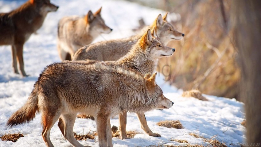 flock hunting snow winter wolves wallpaper Transparent PNG images set