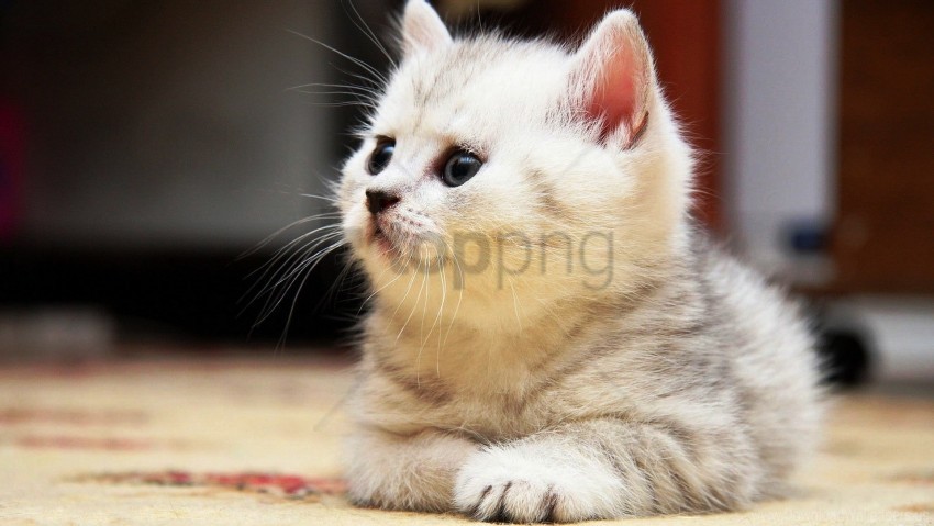 floor fluffy kitten lie wallpaper Isolated Graphic Element in Transparent PNG