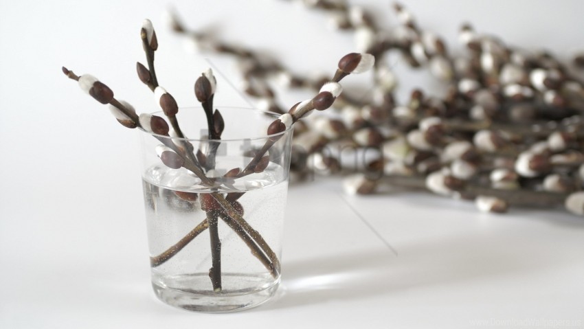 Flowers Glass Spring Willow Wallpaper Isolated Graphic On HighQuality PNG