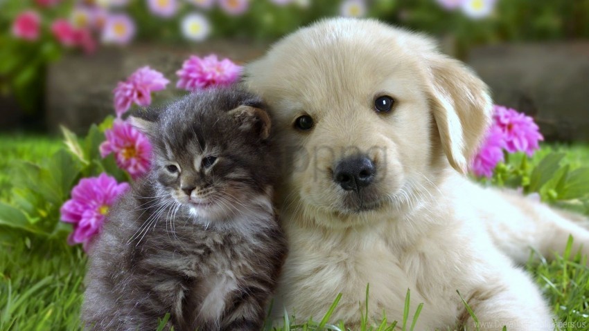 flowers grass kitten muzzle puppy wallpaper Transparent PNG Isolated Graphic Detail