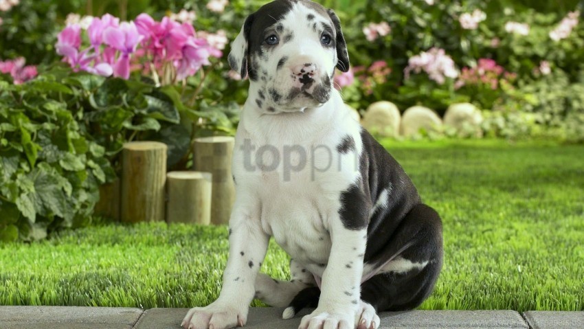 flowers grass puppy sit spotted wallpaper PNG for business use