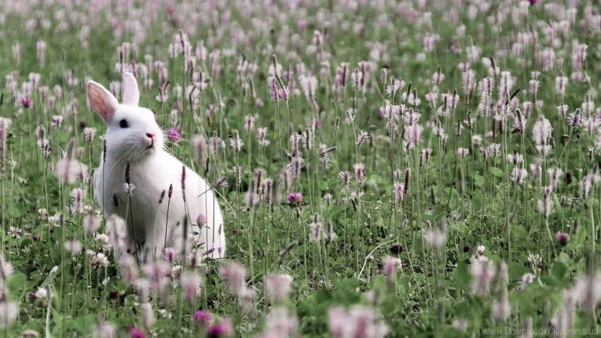 flowers grass rabbit sit wallpaper PNG for design