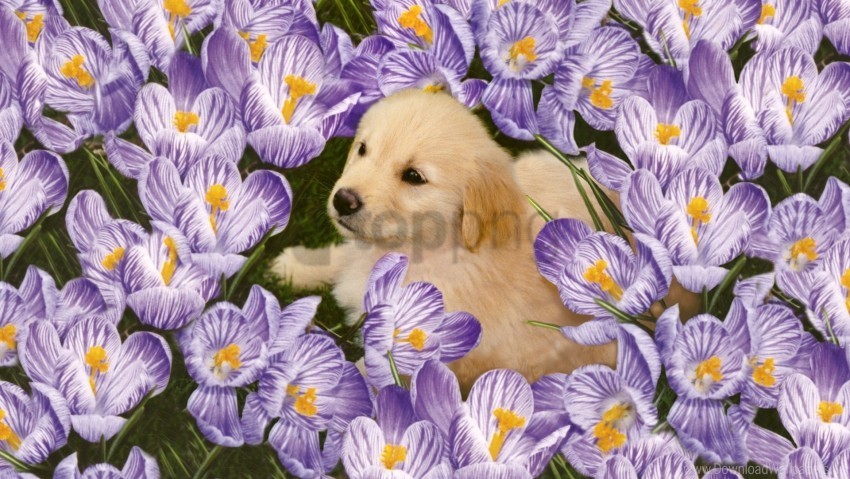 flowers labrador puppy wallpaper Free download PNG images with alpha channel