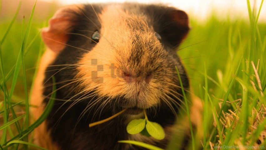 fluffy grass guinea pigs wallpaper No-background PNGs