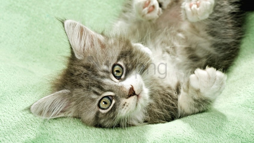 fluffy kitten lie playful wallpaper PNG images alpha transparency
