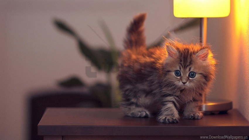 Fluffy Kitten Light Table Wallpaper PNG With Alpha Channel
