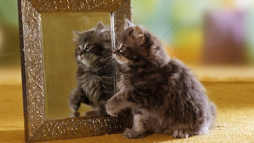 fluffy kitten mirror reflection wallpaper PNG transparent images for printing