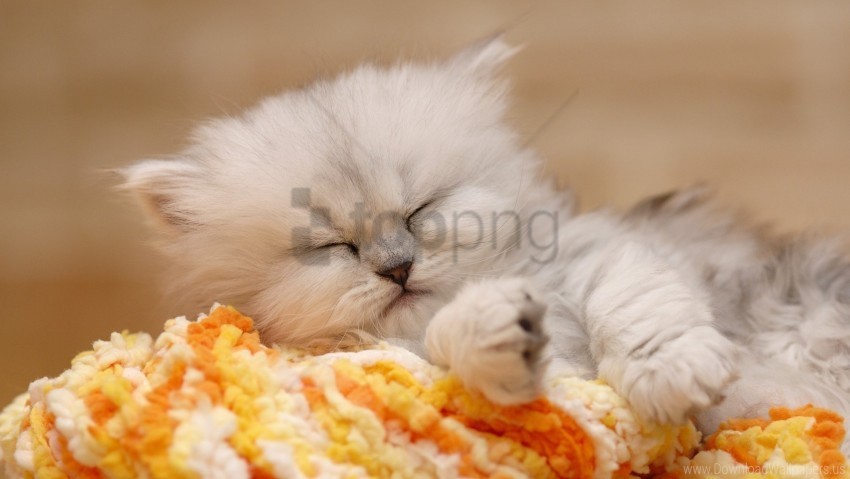 fluffy kitty lie wallpaper Transparent PNG download