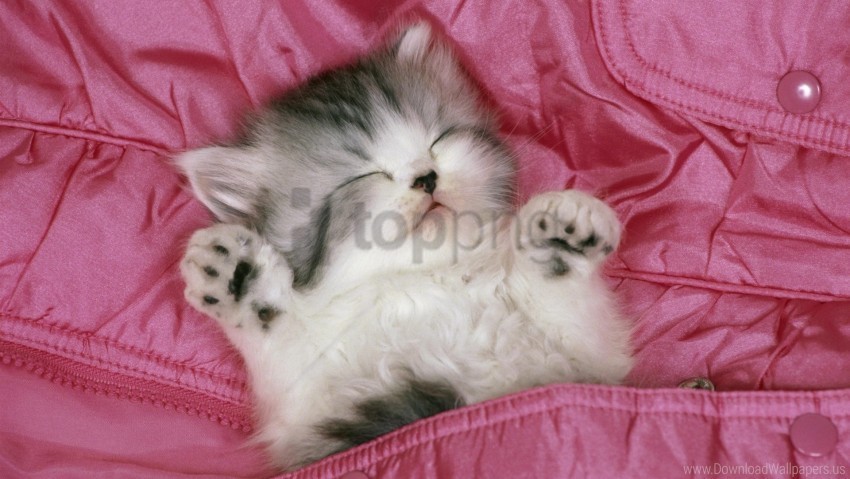 fluffy kitty sleep spotted wallpaper Transparent PNG images collection
