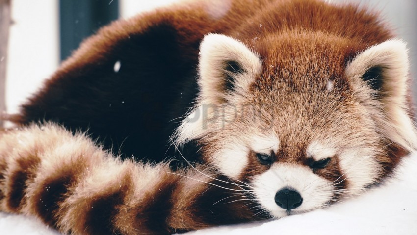 fluffy lie panda red panda wallpaper Clear Background PNG Isolated Item