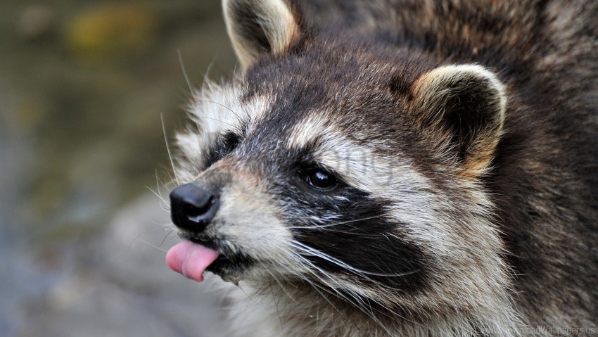 fluffy raccoon tongue wallpaper Transparent PNG Isolated Subject