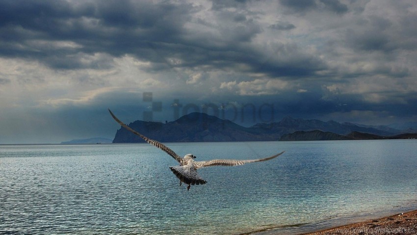 flying gull mountains sea swing wallpaper Isolated Graphic with Clear Background PNG