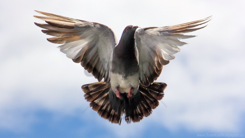 flying pigeon wallpaper PNG picture