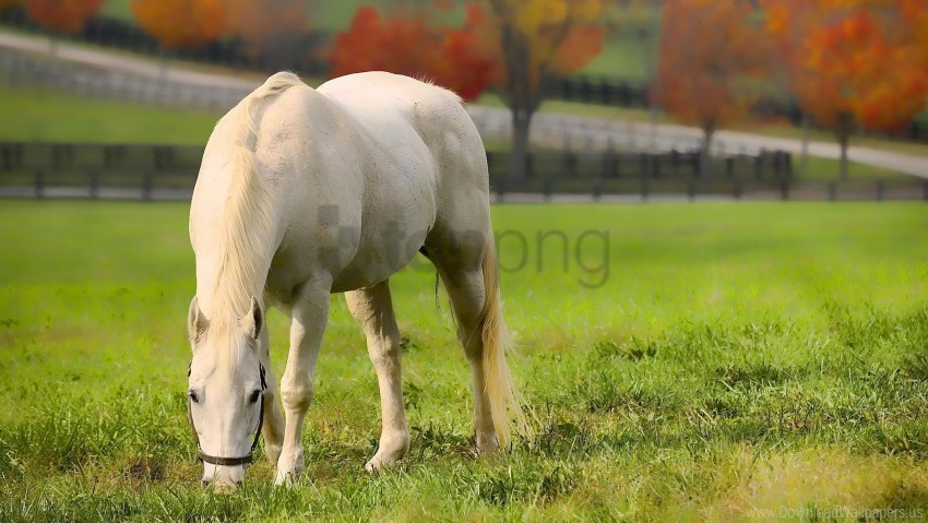 Food Grass Horse Walk Wallpaper Transparent Background PNG Isolated Character