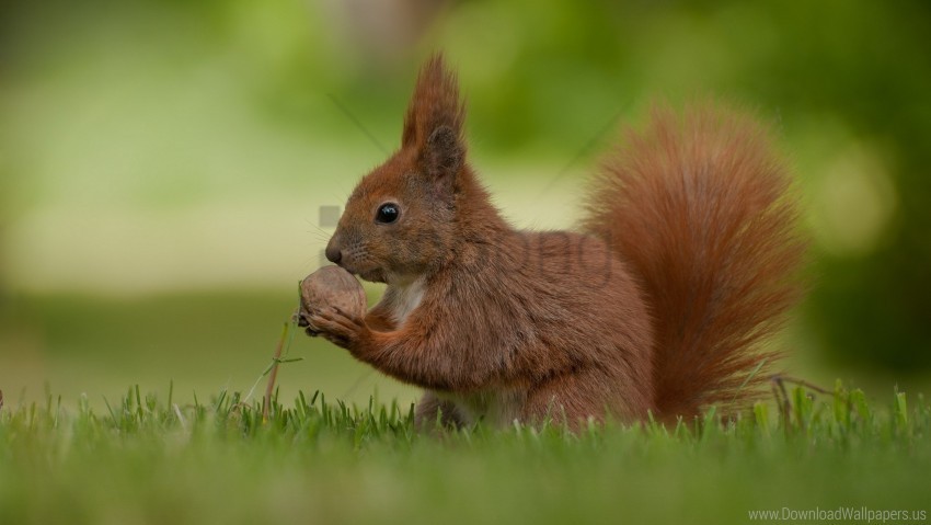 food grass nuts squirrel wallpaper Isolated Design Element in HighQuality Transparent PNG