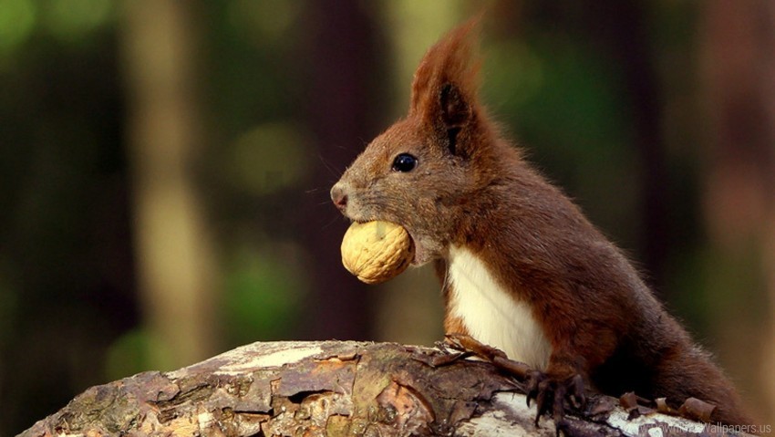 food nut squirrel wallpaper Isolated PNG on Transparent Background