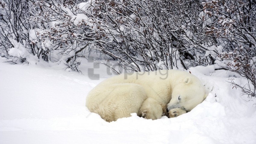 forest polar bears sleeping snow warm winter wallpaper Isolated Design Element in HighQuality PNG