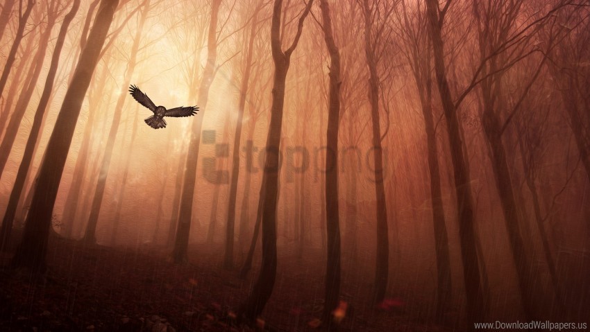 forest wallpaper PNG transparent pictures for editing