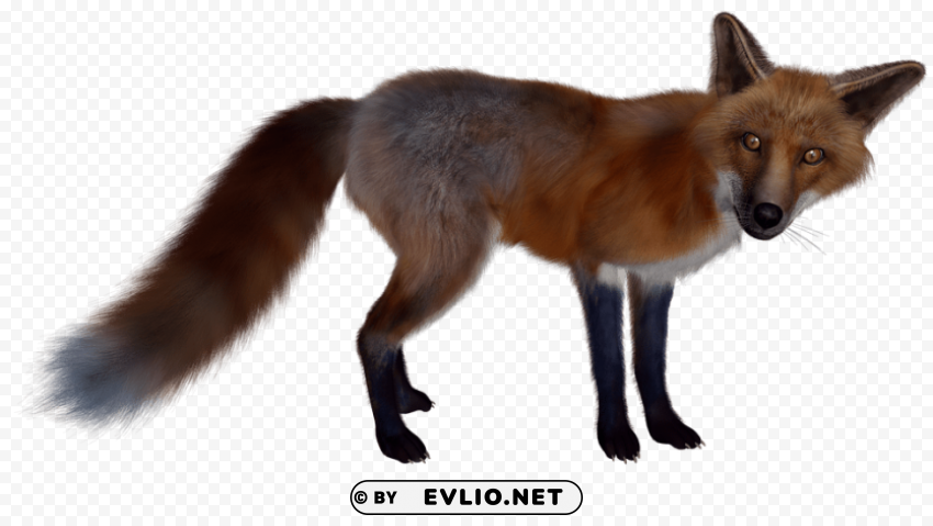 fox Free PNG images with alpha transparency compilation