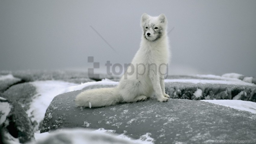 fox fur snow stones wallpaper PNG with Isolated Object