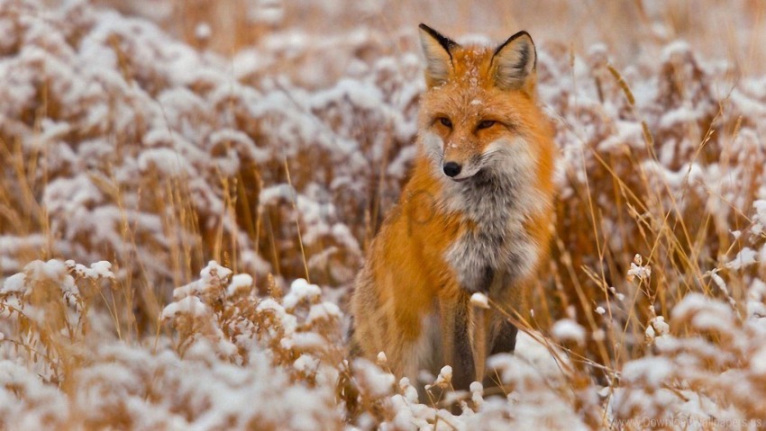 fox grass hunting sit snow wallpaper PNG Image with Isolated Artwork