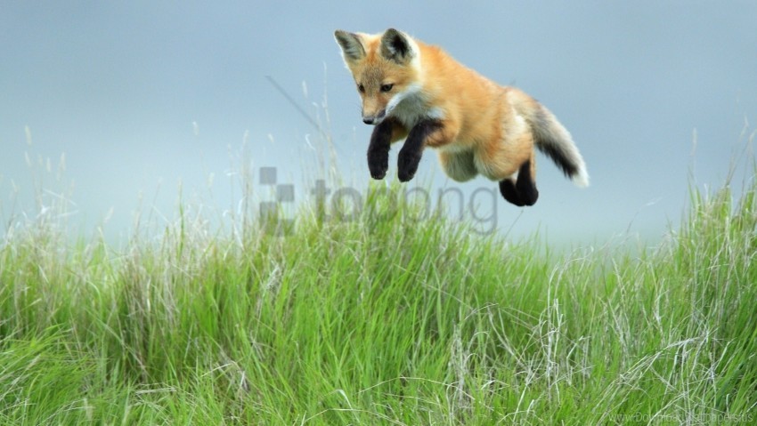 fox grass jump legs wallpaper Transparent Background PNG Isolated Art