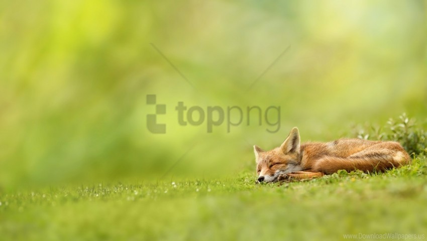 fox grass sleeping waiting wallpaper HighQuality PNG Isolated Illustration