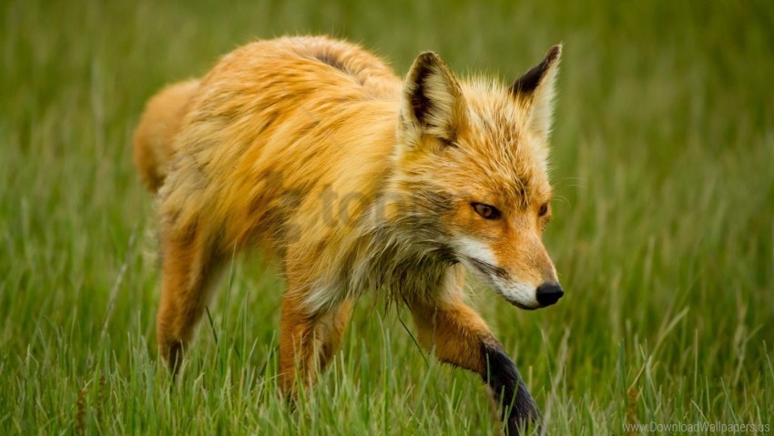 fox grass walk wallpaper Isolated Subject on Clear Background PNG