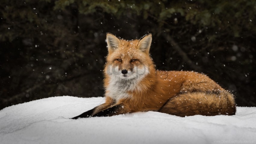 fox lie predator snow wallpaper PNG Object Isolated with Transparency