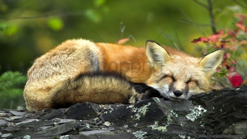 fox lying sleep twigs wallpaper PNG with alpha channel