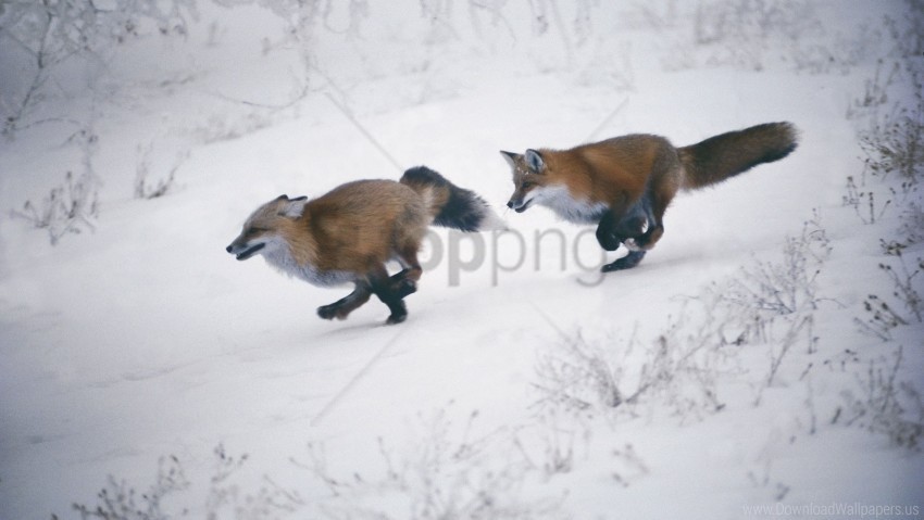 foxes slope snow speed trees winter wallpaper PNG transparent photos massive collection