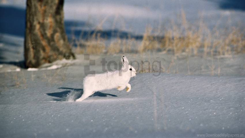 fur coat rabbit rodent snow trees wallpaper Isolated Character with Transparent Background PNG