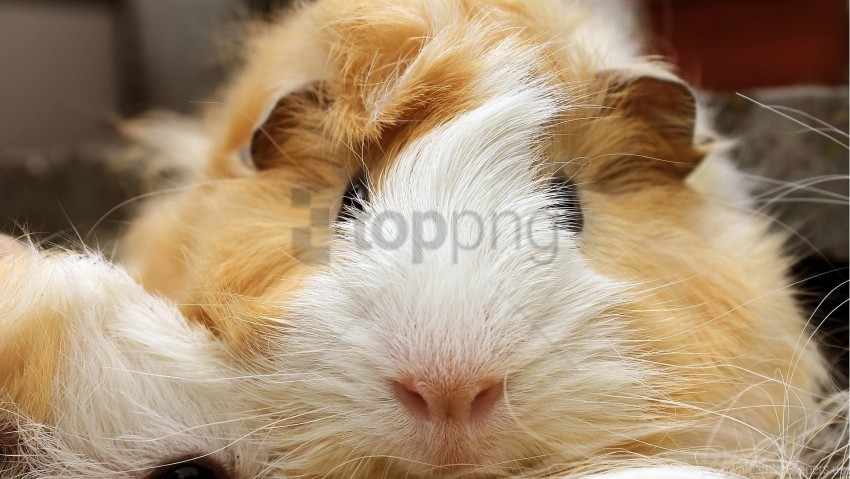 fur guinea pig small animal snout wallpaper PNG transparent images bulk