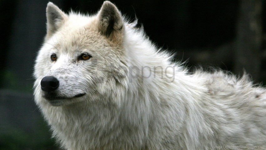 fur predator white wolf wallpaper PNG images with transparent backdrop