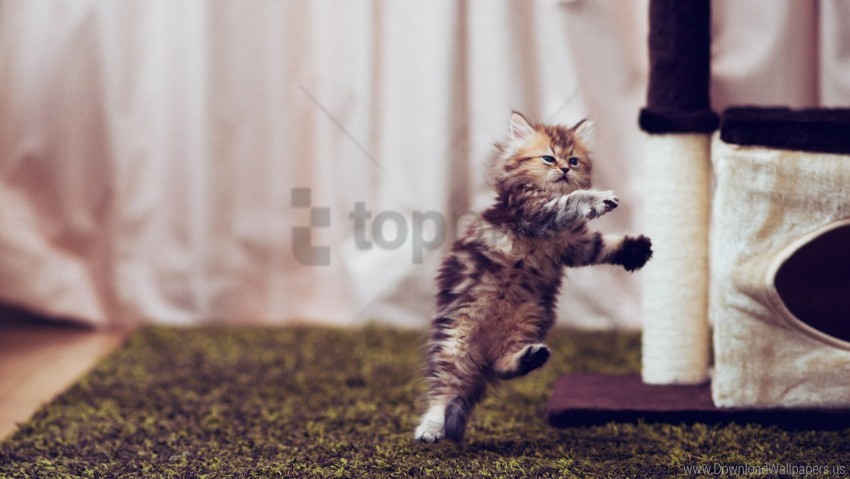 furry jump kitty posture room run wallpaper PNG graphics with transparency